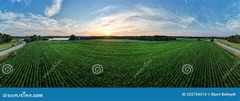 Aerial Panoramic View Taken By A Drone Of A Corn Field Agriculture