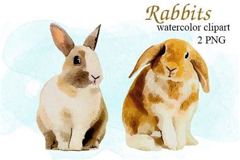 Rabbits Watercolor Clipart Graphic By Aqvamarypro Creative Fabrica