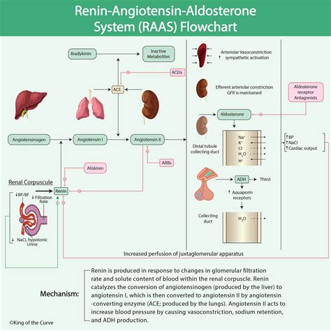 Renin Angiotensin Aldosterone System Heart Failure