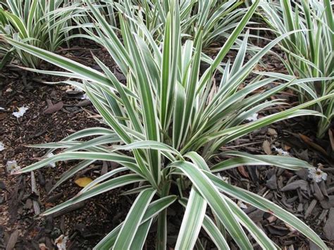 Dianella Variegata Backyard Landscaping Plants Garden