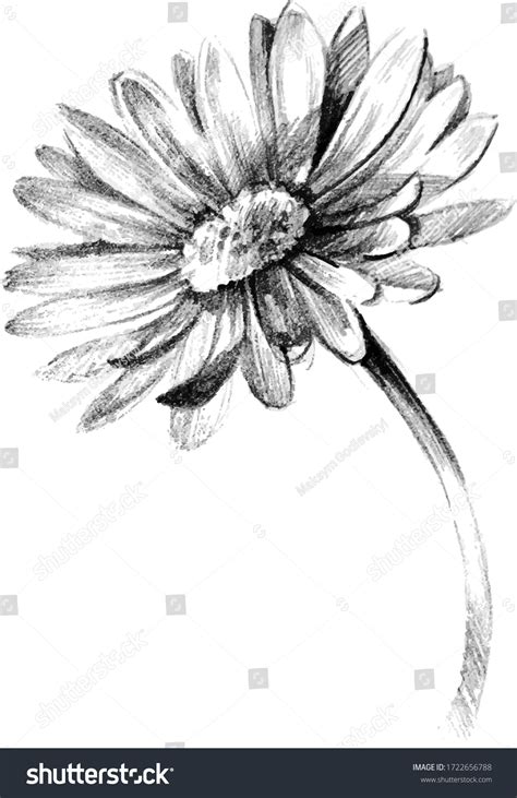 Daisy Flower Pencil Drawing Hand Drawn Stock Vector (Royalty Free ...