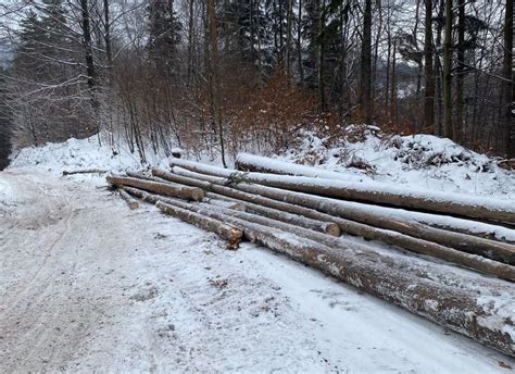 Na szlaku około 2 km wycięto kilkaset drzew Wiadomości Radio BIELSKO