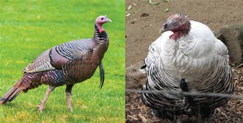 SCORES & OUTDOORS - The Thanksgiving turkey: wild vs. domesticated ...