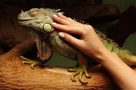 5 Iguana Types for Pets [Top List] | Pet Comments
