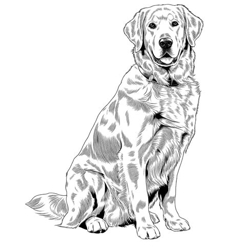 Golden Retriever Kleurplaten Kinderen Kleurplaat