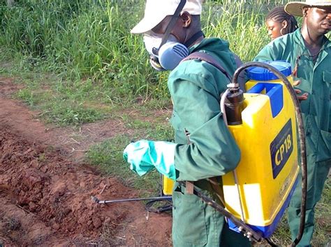 Solution Pre Emergence Herbicides For Maize Crops