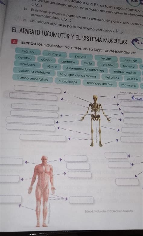 El Aparato Locomotor Y El Sistema Muscular Escribe Los Siguientes