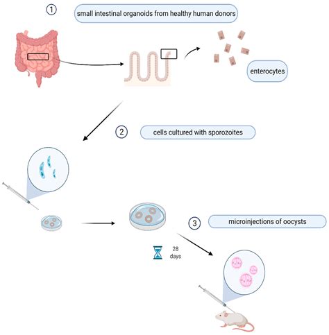 Cryptosporidium Parvum Life Cycle