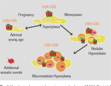 Acth Independent Macronodular Adrenal Hyperplasia Semantic Scholar