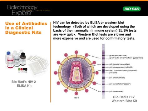 Ppt Comparative Proteomics Kit Ii Western Blot Module Powerpoint