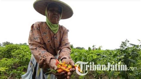 Tanaman Cabai Di Kabupaten Mojokerto Diserang Penyakit Antraknosa