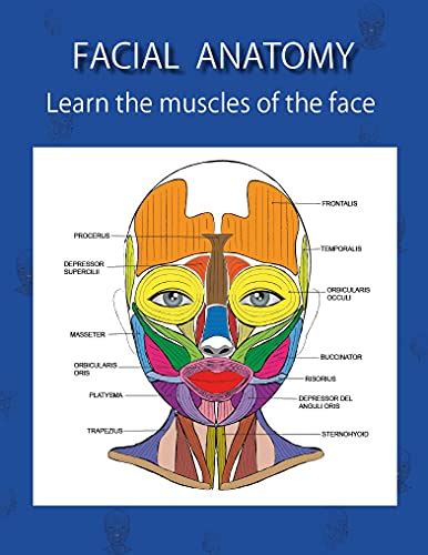 Facial Anatomy Learn The Muscles Of The Face Mf Eva