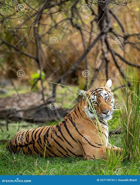 Wild Royal Bengal Tiger Portrait In Wildlife Safari At Ranthambore