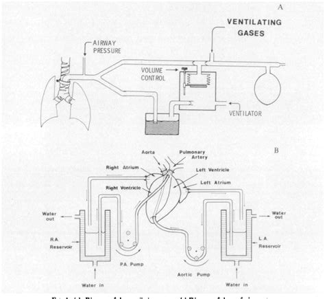 Figure From The Effects Of Halothane And Ether On The Pulmonary