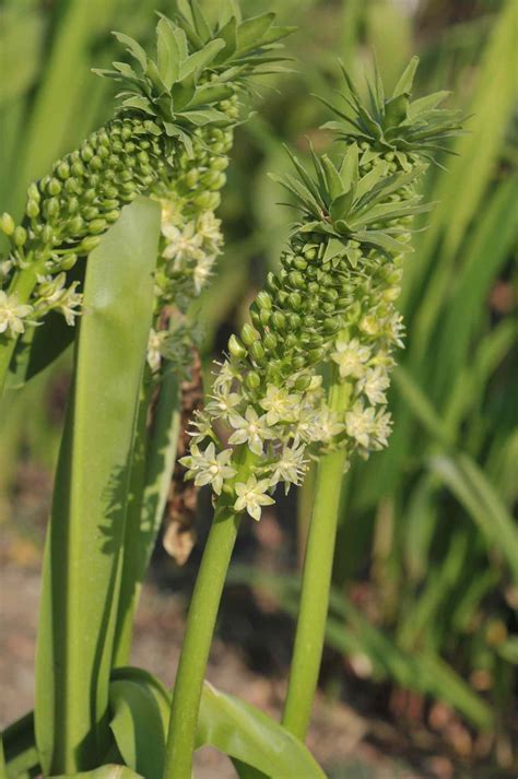 How To Grow And Care For Pineapple Lilies