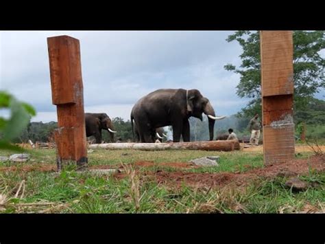 Dubare Elephant Camp Kushalnagar Coorg YouTube