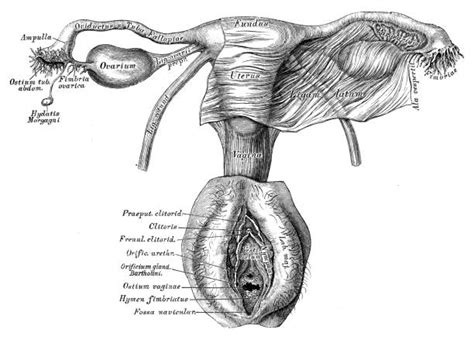 Groin Diagram Pics Illustrations Royalty Free Vector Graphics And Clip Art Istock