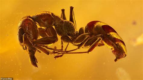 Beautiful Images Reveal Ancient Insects Preserved In Amber Daily Mail Online