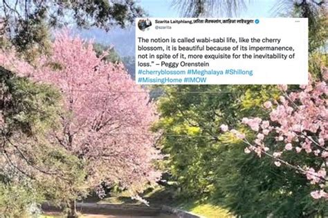 Cherry Blossom Season Hits Full Bloom in Shillong, Internet Shares ...