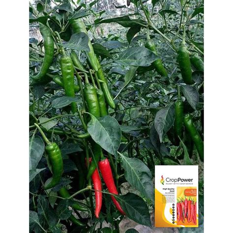 Biji Benih Cili King Kulai Kulai Chillies Hybrid F Seeds Seeds