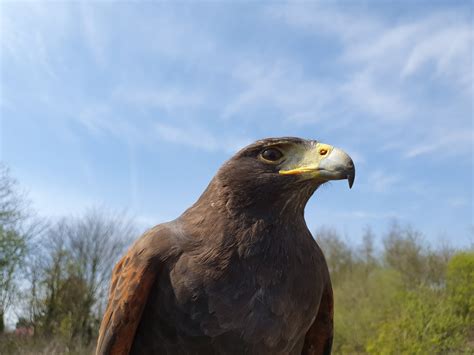 About The Uks Best Falconry Company Falconry Services