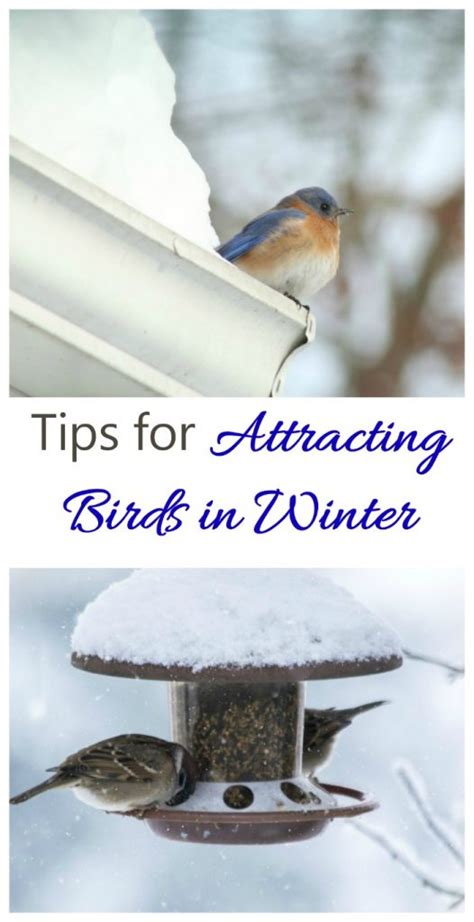 Attracting Birds In Winter Bird Feeding Tips For The Colder Months