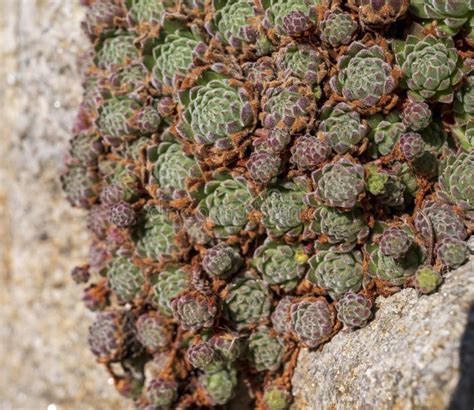 Plant Growing In Rocks Stock Photo Image Of Garden 253182536