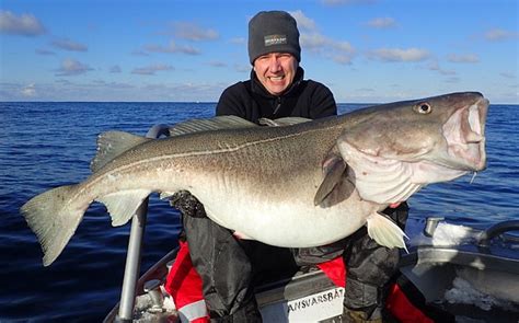 British Fishermen Land Two Of The Biggest Cod Ever Caught