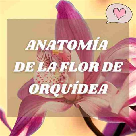 Flor de la Orquídea - Características y Anatomía (Según la Ciencia)