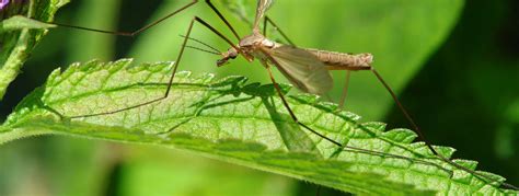 Giant Crane Fly