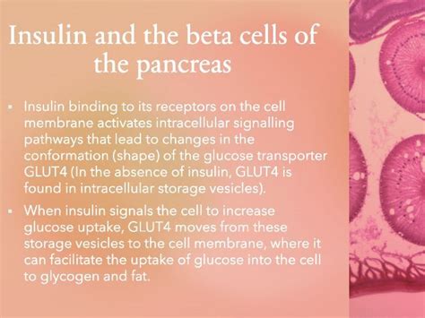 3642 L3 Hormones And The Regulation Of Blood Glucose Concentration