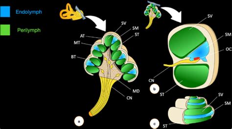 (A, C) Illustration of normal cochlear anatomy and (B) cochlear turn... | Download Scientific ...