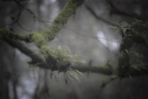 Free Images Tree Nature Forest Branch Snow Winter Fog Mist