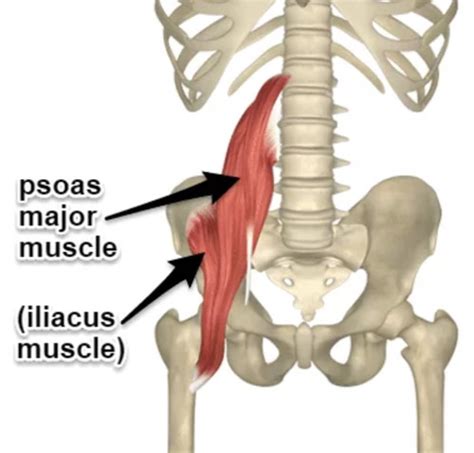 Muscles Of The Hip Flashcards Quizlet