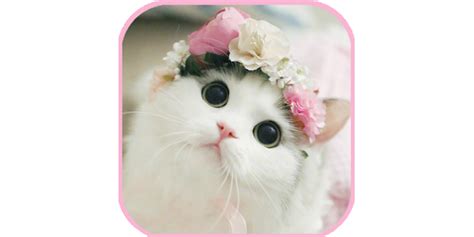 Funny Cat Png Transparent Images