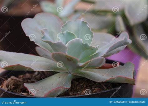 Echeveria Crinoline Ruffles Stock Photo Image Of Growing Gardening