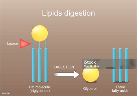 Lipid Metabolism From Triglyceride To Three Fatty Acids And Glycerol