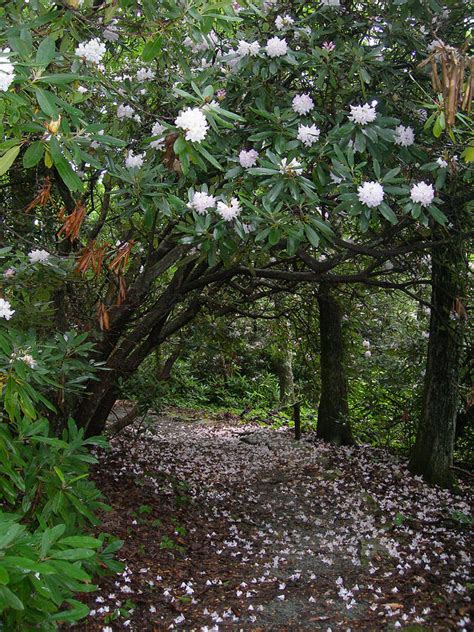 Cone Manor Trail Photograph By Deborah Ferree Fine Art America