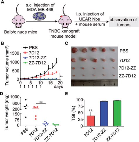 Evaluation The In Vivo Antitumor Efficacy Of Uear Nbs A Schematic Download Scientific