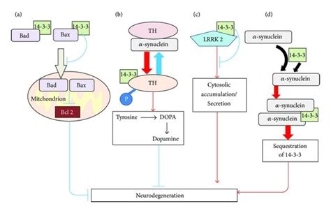 Overview Of The Molecular Basis Of The Neuroprotective Roles Of