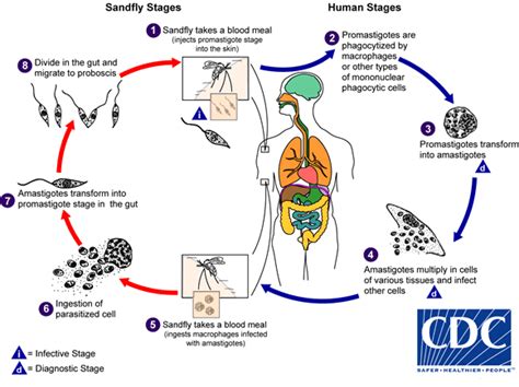 Leishmaniose Visceral E Cutânea Clínica Ciclo De Vida Do Parasita