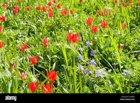 Last Field Of Endangered Wild Tulips At Polemi Cyprus Is Protected And