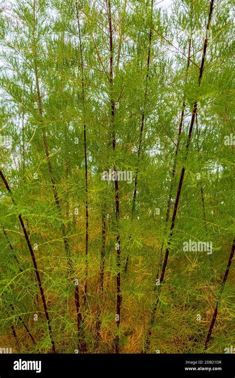 Tamarix Ramosissima Salt Cedar Tamarisk Plant In The Garden At Rothe