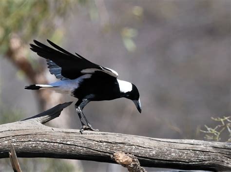 Australian Magpie Gymnorhina Tibicen Ausemade