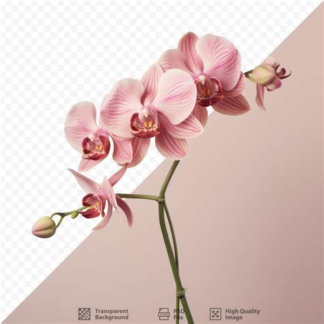 Psd De Orquideas Rosas Plantillas Psd Gratuitas De Gran Calidad