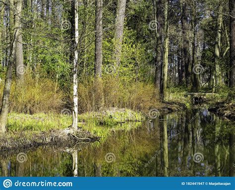 Sunny Day In Early Spring In A Forest Stock Image Image Of Plants