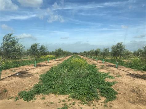 La Cubierta Vegetal En El Cultivo Del Olivo Aceitunas Losada