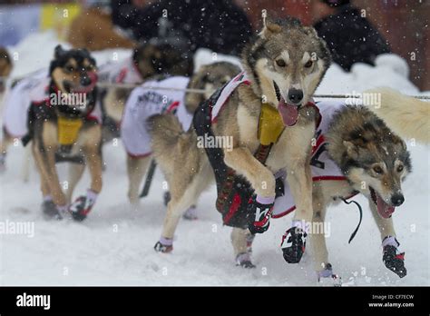 Husky Iditarod Hi Res Stock Photography And Images Alamy