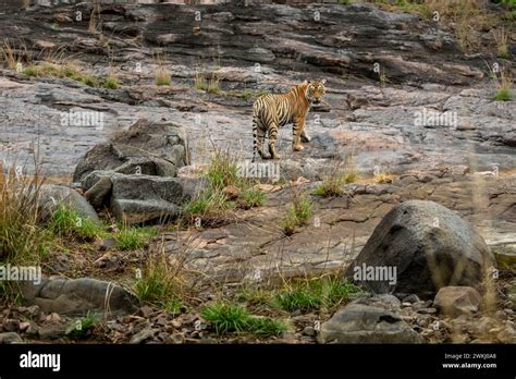 Indian Wild Female Tiger Or Tigress Panthera Tigris Looking Back With