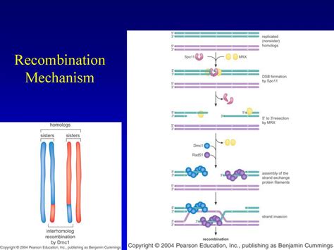 Homologous Recombination Ppt Download